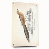 Vintage Animal Art: Centropus Cuckoo Bird Illustration Print