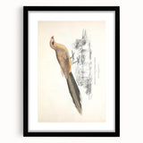 Vintage Animal Art: Centropus Cuckoo Bird Illustration Print