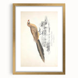 Vintage Animal Art: Centropus Cuckoo Bird Illustration Print