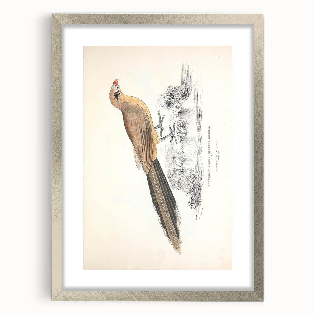Vintage Animal Art: Centropus Cuckoo Bird Illustration Print