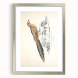 Vintage Animal Art: Centropus Cuckoo Bird Illustration Print