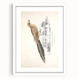 Vintage Animal Art: Centropus Cuckoo Bird Illustration Print