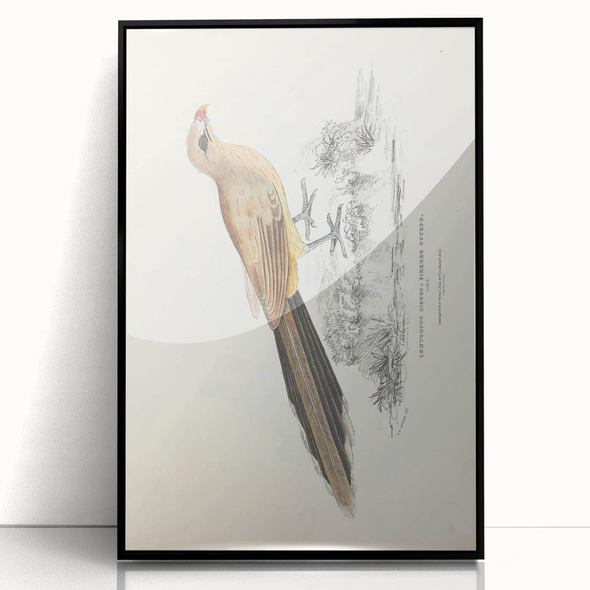 Vintage Animal Art: Centropus Cuckoo Bird Illustration Print