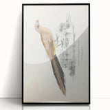 Vintage Animal Art: Centropus Cuckoo Bird Illustration Print
