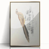 Vintage Animal Art: Centropus Cuckoo Bird Illustration Print