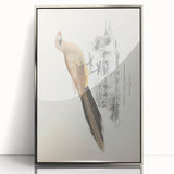 Vintage Animal Art: Centropus Cuckoo Bird Illustration Print