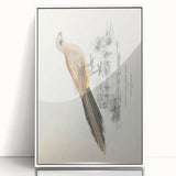 Vintage Animal Art: Centropus Cuckoo Bird Illustration Print