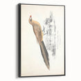 Vintage Animal Art: Centropus Cuckoo Bird Illustration Print