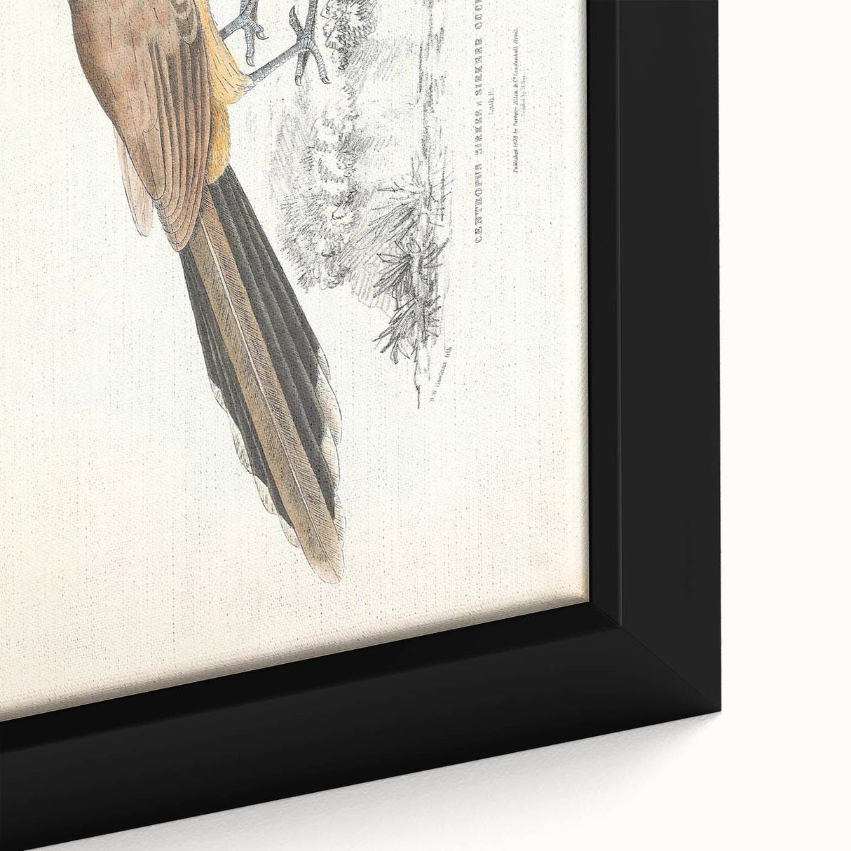 Vintage Animal Art: Centropus Cuckoo Bird Illustration Print