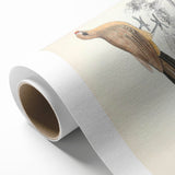 Vintage Animal Art: Centropus Cuckoo Bird Illustration Print