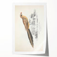 Vintage Animal Art: Centropus Cuckoo Bird Illustration Print