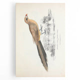 Vintage Animal Art: Centropus Cuckoo Bird Illustration Print