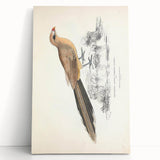 Vintage Animal Art: Centropus Cuckoo Bird Illustration Print