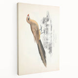 Vintage Animal Art: Centropus Cuckoo Bird Illustration Print