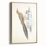 Vintage Animal Art: Centropus Cuckoo Bird Illustration Print