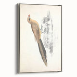 Vintage Animal Art: Centropus Cuckoo Bird Illustration Print