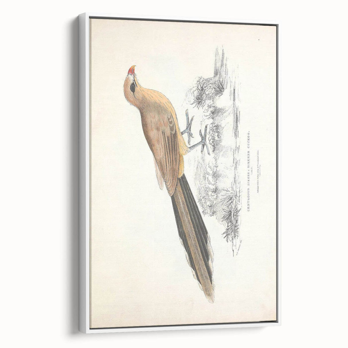 Vintage Animal Art: Centropus Cuckoo Bird Illustration Print