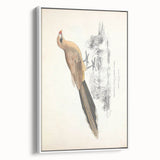 Vintage Animal Art: Centropus Cuckoo Bird Illustration Print