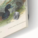 Vintage Animal Art: Duck Illustration Art Print