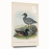 Vintage Animal Art: Duck Illustration Art Print