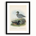Vintage Animal Art: Duck Illustration Art Print