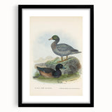 Vintage Animal Art: Duck Illustration Art Print