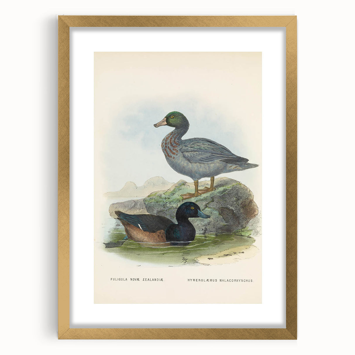 Vintage Animal Art: Duck Illustration Art Print