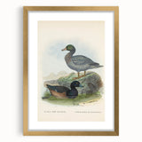 Vintage Animal Art: Duck Illustration Art Print