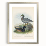 Vintage Animal Art: Duck Illustration Art Print
