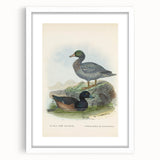 Vintage Animal Art: Duck Illustration Art Print