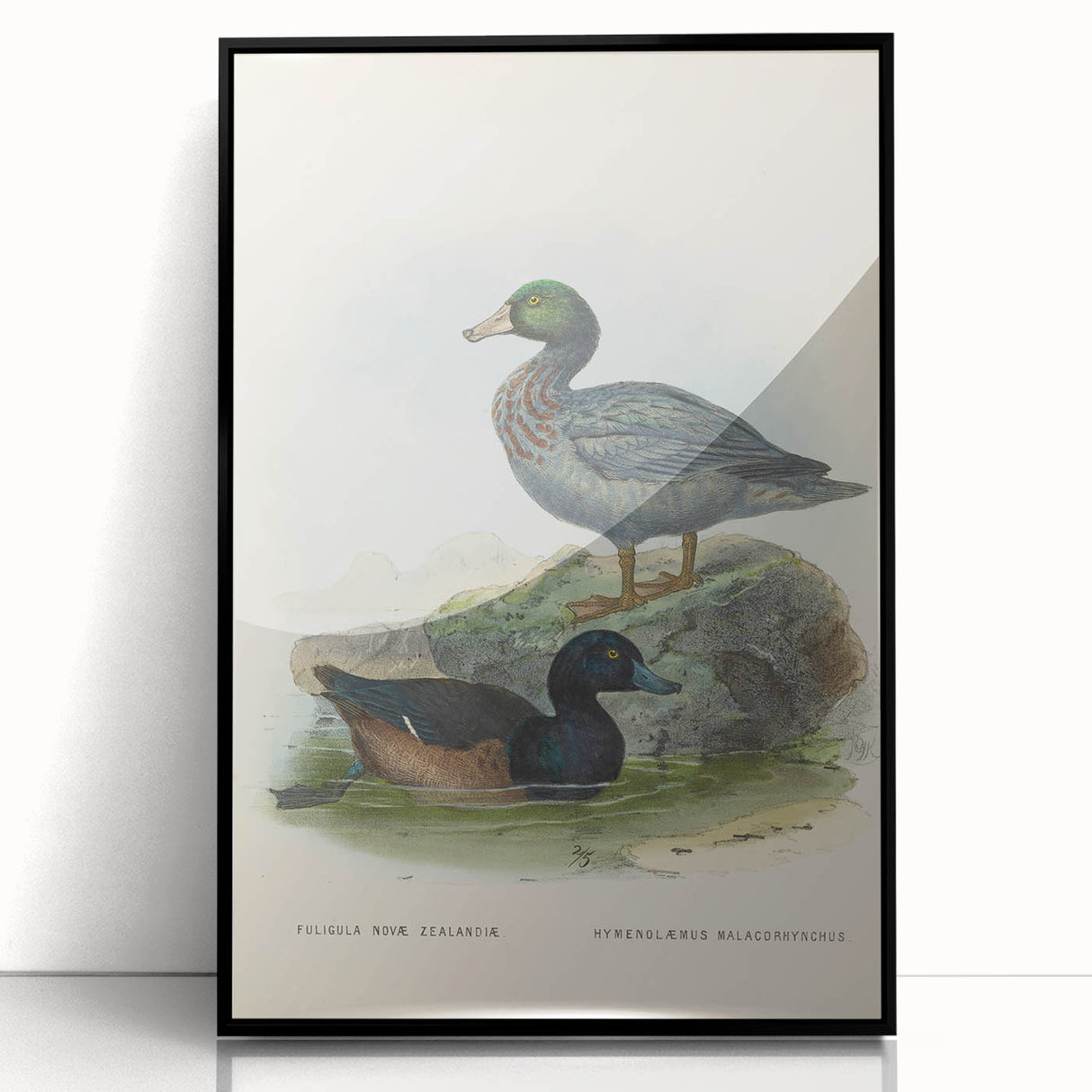 Vintage Animal Art: Duck Illustration Art Print