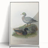 Vintage Animal Art: Duck Illustration Art Print