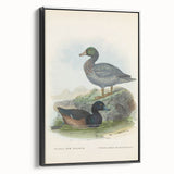 Vintage Animal Art: Duck Illustration Art Print