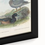 Vintage Animal Art: Duck Illustration Art Print