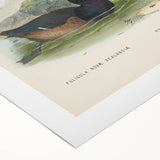 Vintage Animal Art: Duck Illustration Art Print