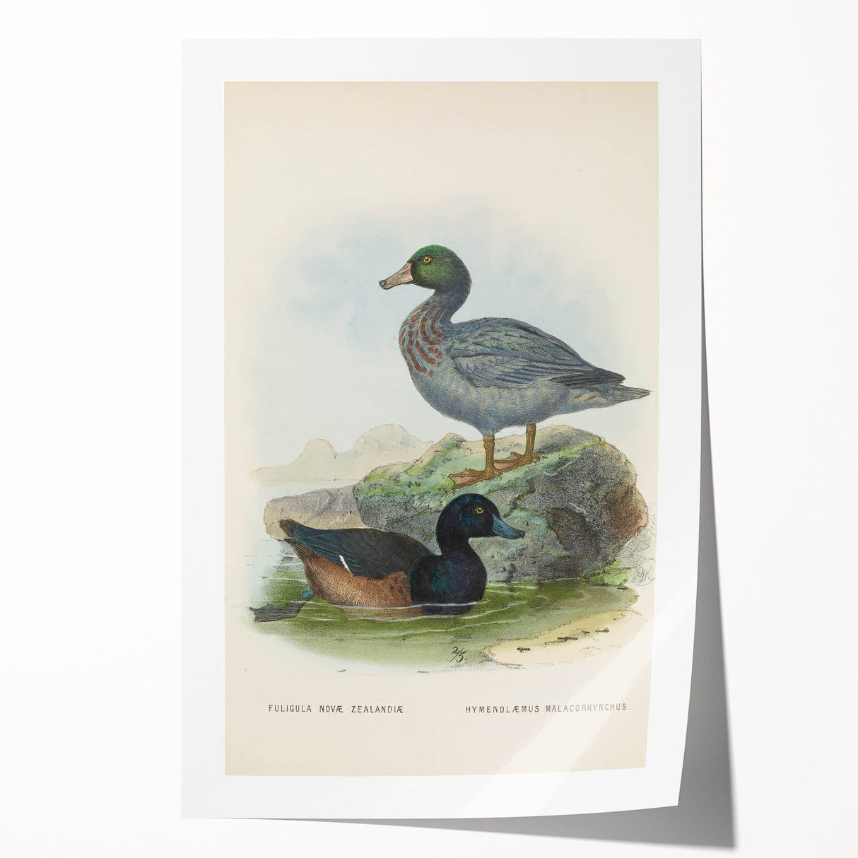 Vintage Animal Art: Duck Illustration Art Print