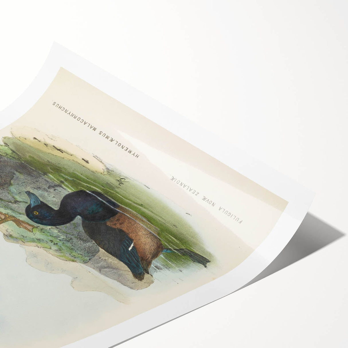 Vintage Animal Art: Duck Illustration Art Print