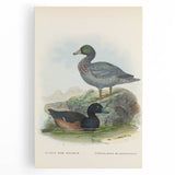 Vintage Animal Art: Duck Illustration Art Print
