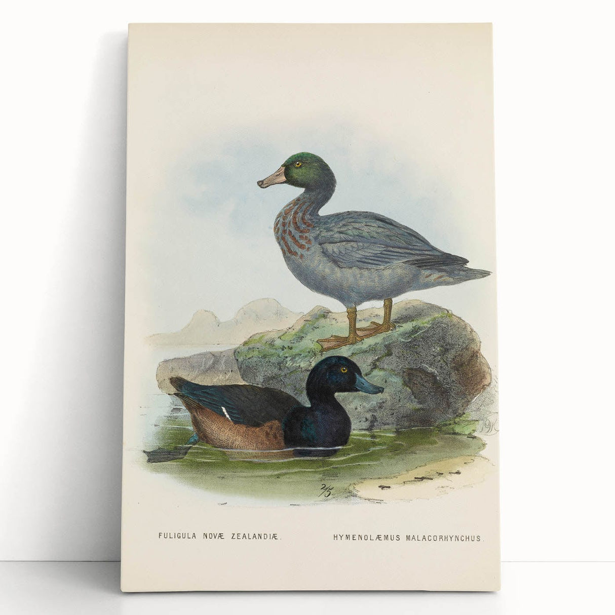 Vintage Animal Art: Duck Illustration Art Print
