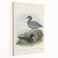 Vintage Animal Art: Duck Illustration Art Print
