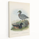 Vintage Animal Art: Duck Illustration Art Print