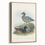 Vintage Animal Art: Duck Illustration Art Print