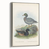 Vintage Animal Art: Duck Illustration Art Print