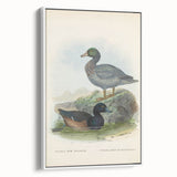 Vintage Animal Art: Duck Illustration Art Print