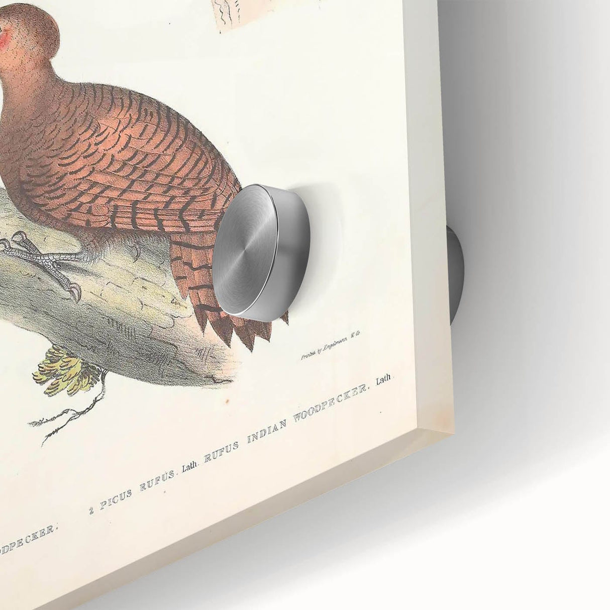 Vintage Animal Art: Almorah & Rufus Woodpecker Illustration Print