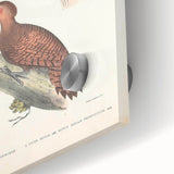 Vintage Animal Art: Almorah & Rufus Woodpecker Illustration Print