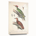 Vintage Animal Art: Almorah & Rufus Woodpecker Illustration Print