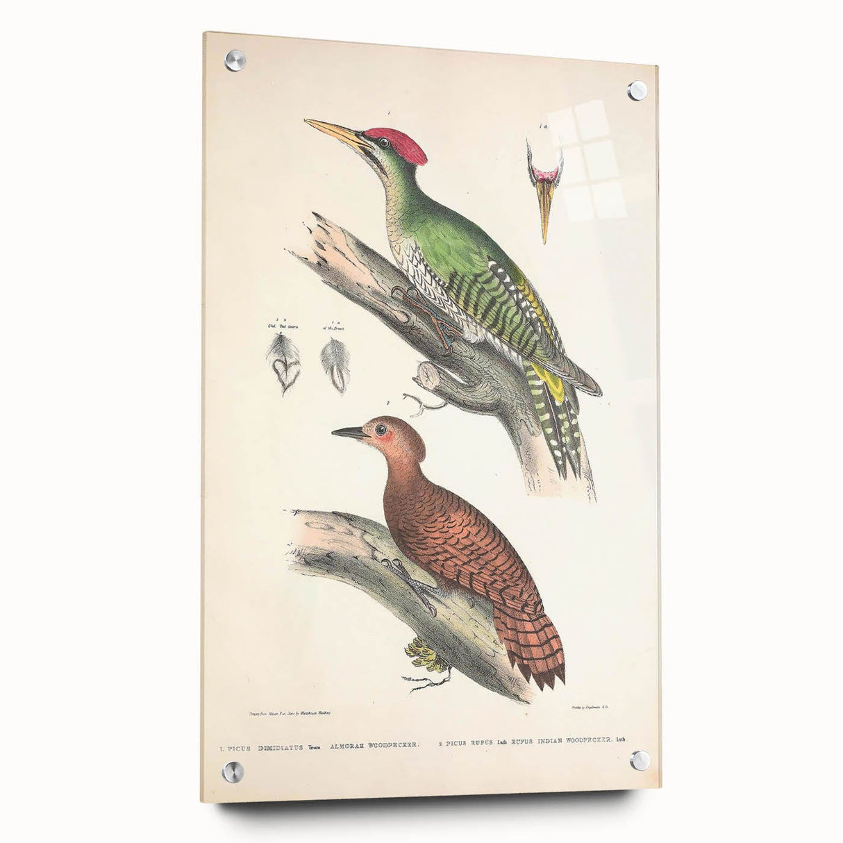 Vintage Animal Art: Almorah & Rufus Woodpecker Illustration Print