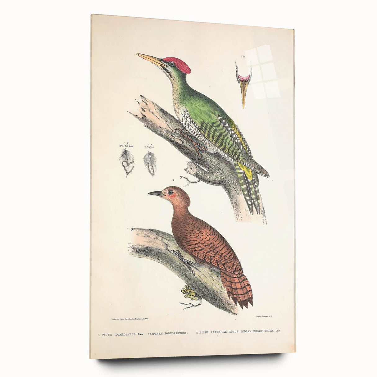 Vintage Animal Art: Almorah & Rufus Woodpecker Illustration Print