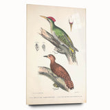 Vintage Animal Art: Almorah & Rufus Woodpecker Illustration Print